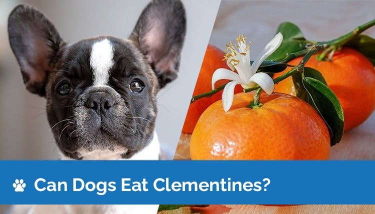 can dogs eat clementines2