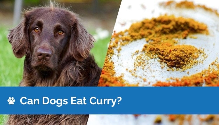 can dogs eat curry2