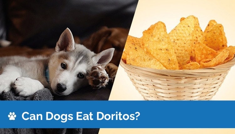 can dogs eat doritos2