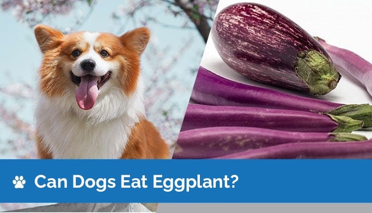 can dogs eat eggplant2