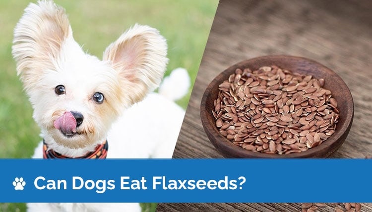 can dogs eat flaxseeds2