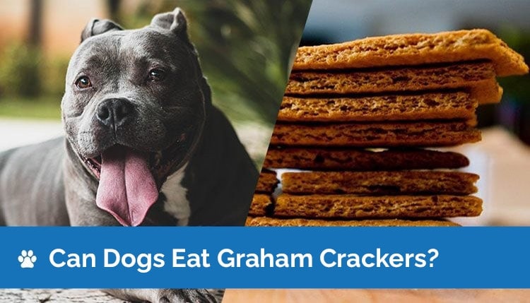 can dogs eat graham cracker2