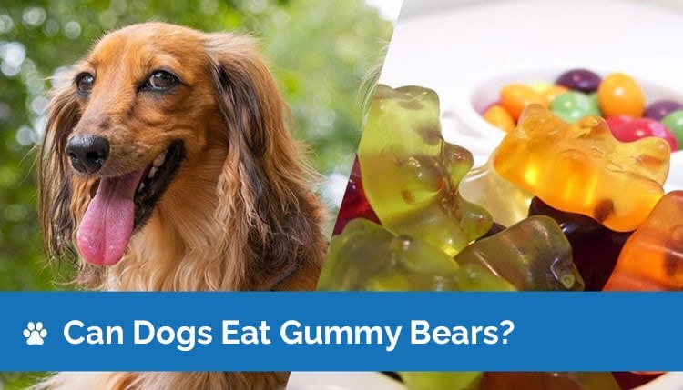 can dogs eat gummybears2