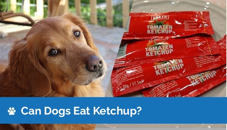 can dogs eat ketchup2
