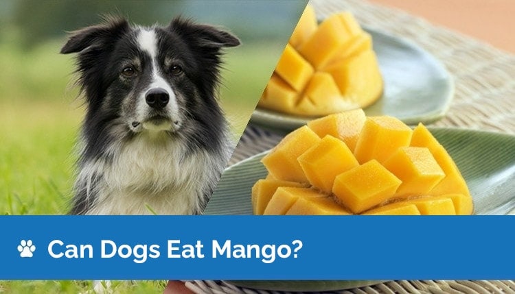 can dogs eat mango2