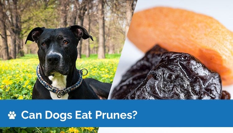 can dogs eat prunes2