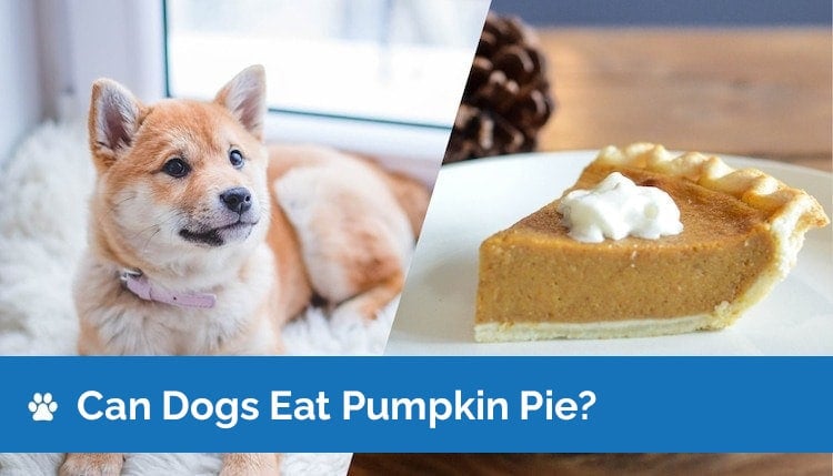 can dogs eat pumpkin pie2