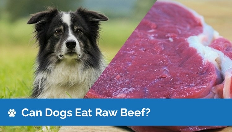 can dogs eat raw beef2