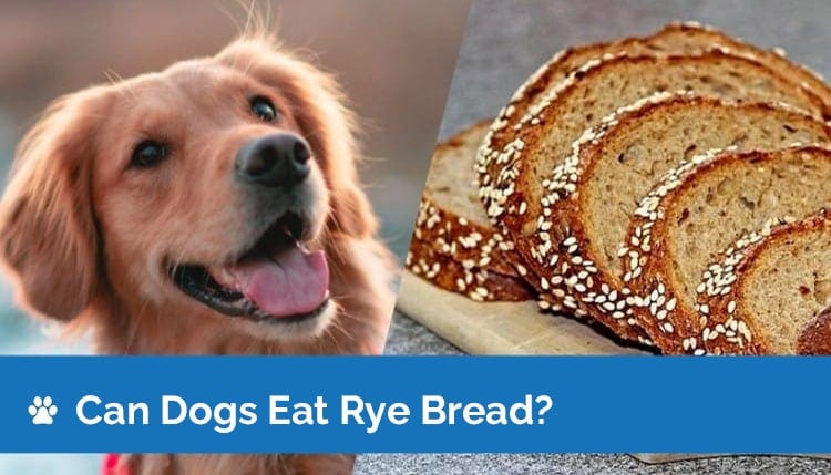 Can Dogs Eat Rye Bread? Is Rye Bread Safe for Dogs?