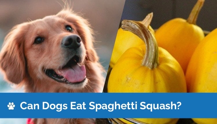 can dogs eat spaghetti squash2