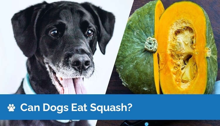 can dogs eat squash2