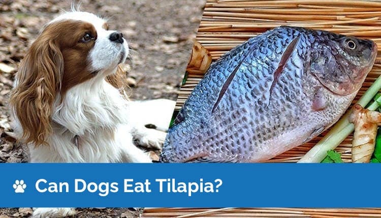 can dogs eat tilapia2