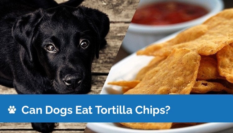 Can Dogs Eat Tortilla Chips? What You Need To Know!