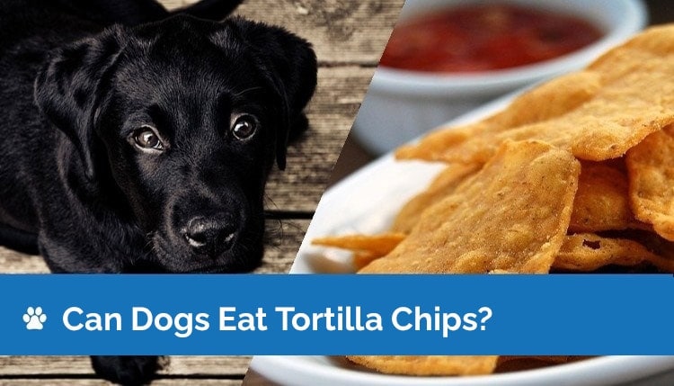 can dogs eat tortilla chips2