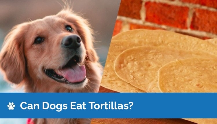 can dogs eat tortillas 2