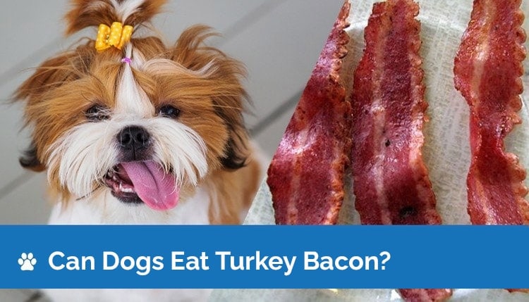 can dogs eat turkey bacon2
