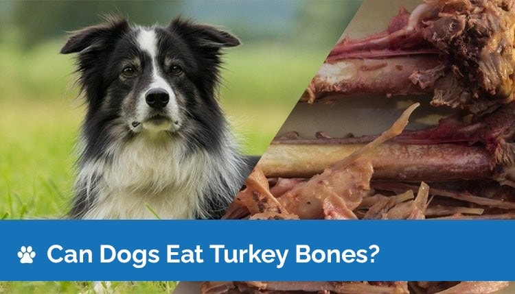 can dogs eat raw turkey bones