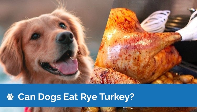 can dogs eat turkey2