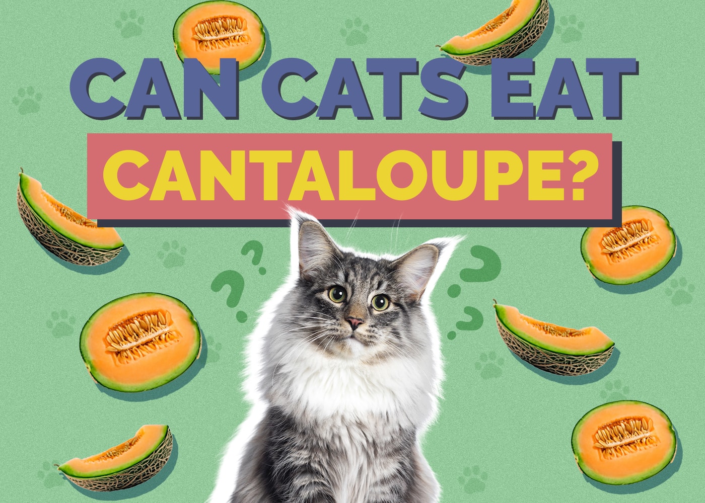 Can Cats Eat cantaloupe