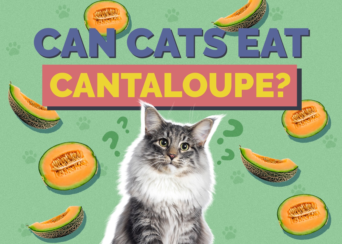 Is cantaloupe bad cheap for cats