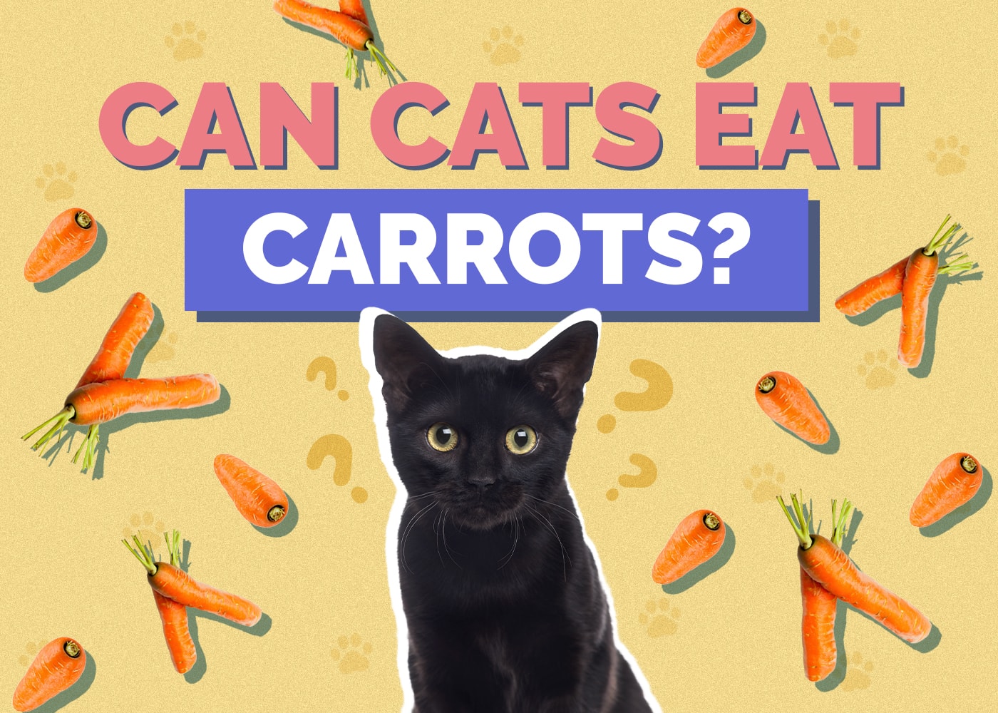 Can Cats Eat carrots