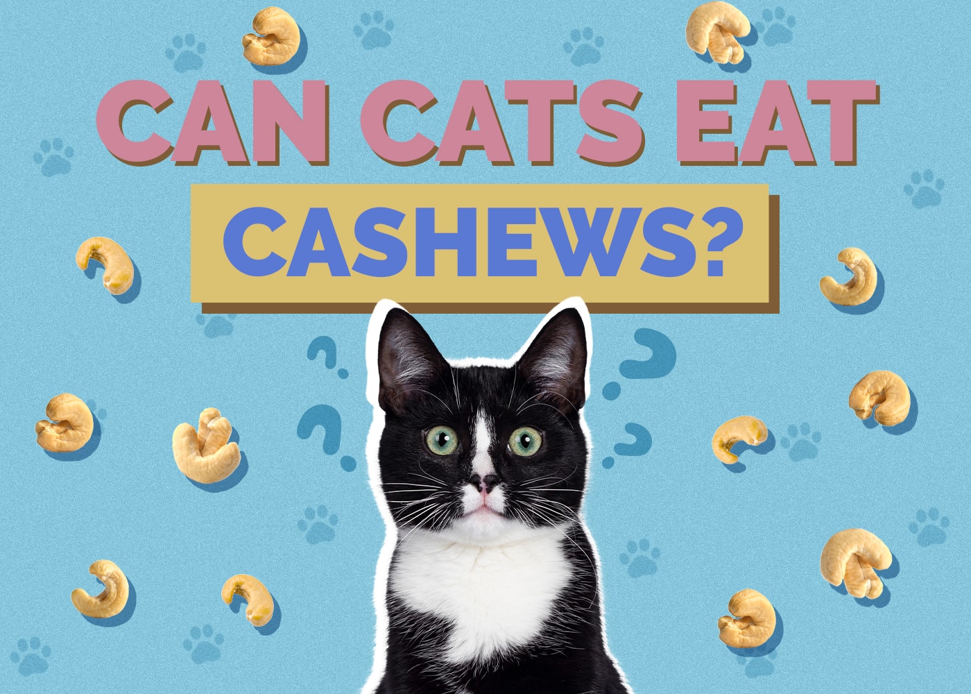 Can Cats Eat cashews