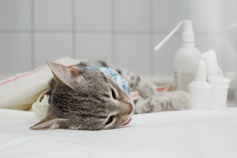 How Much Does It Cost to Spay or Neuter a Cat at PetSmart? (2022 Update ...