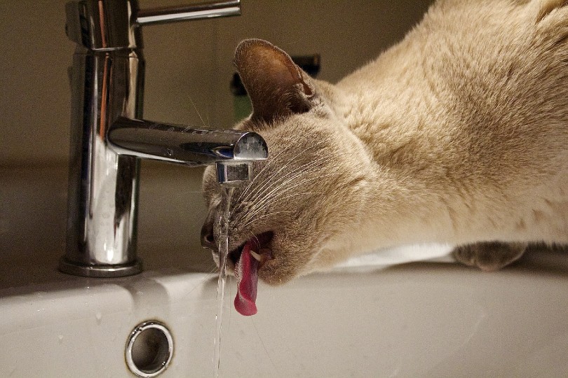 cat drinking tap water from the faucet