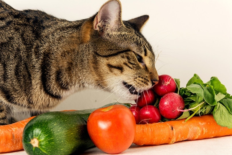 cat eat vegetable