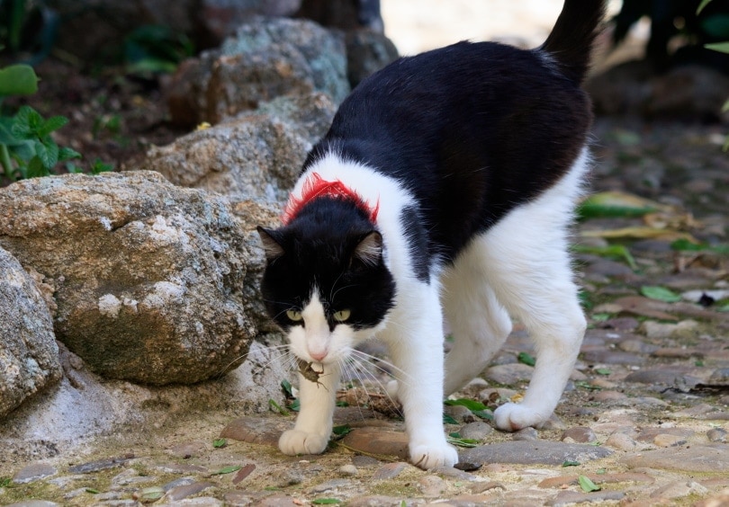 Can Cats Eat Crickets? Nutritional Facts & Safety Guide | Hepper