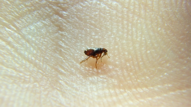 bọ chét mèo trên da người