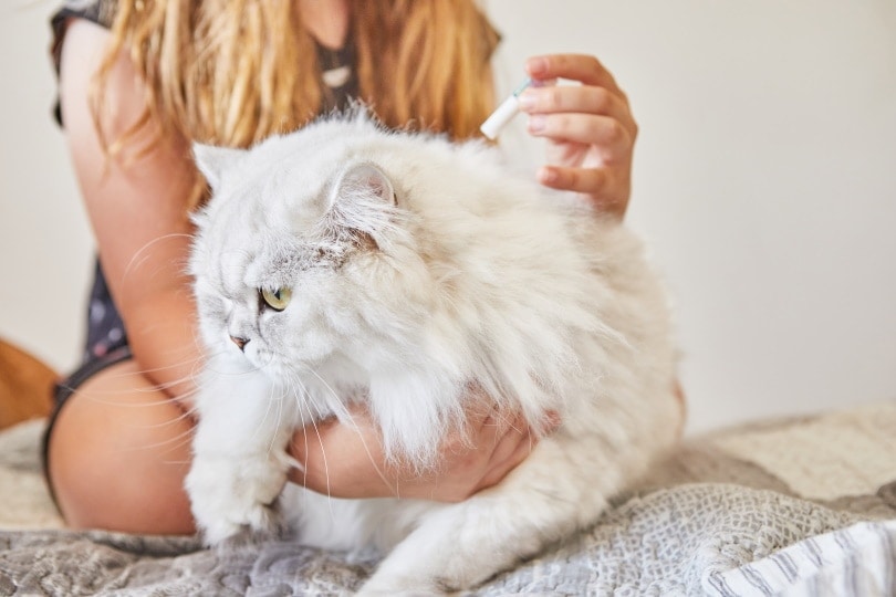 cat flea treatment