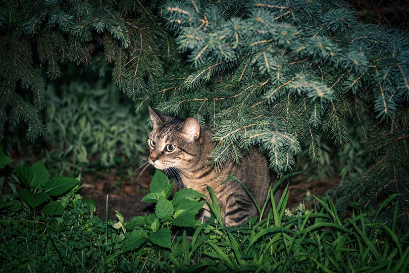 cat hunting prey from the bushes at night