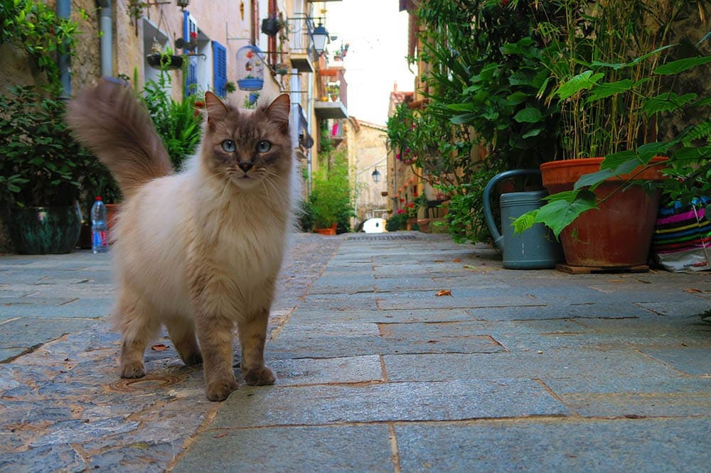 cat in france