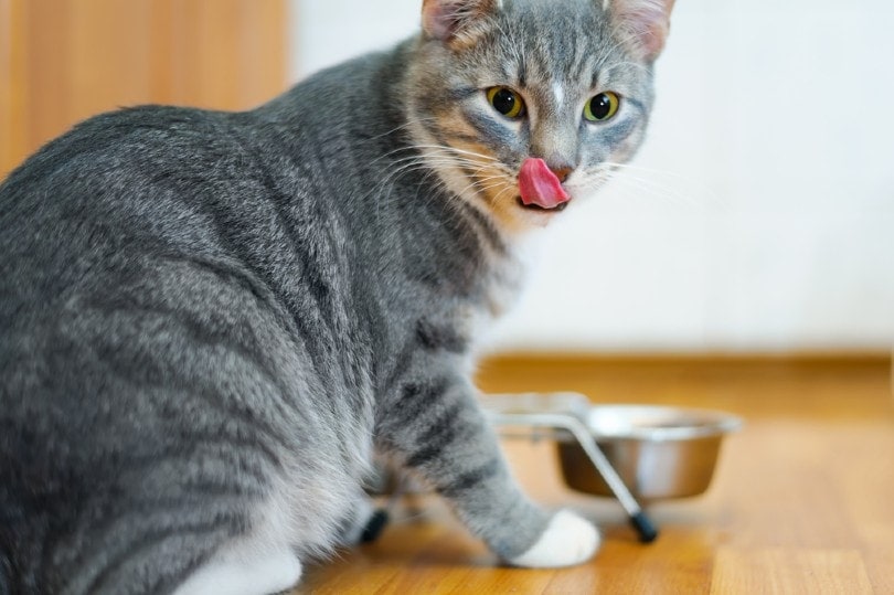 cat licking mouth after eating