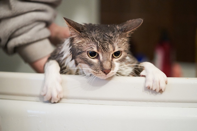 con mèo trông sợ hãi và ghét thời gian tắm