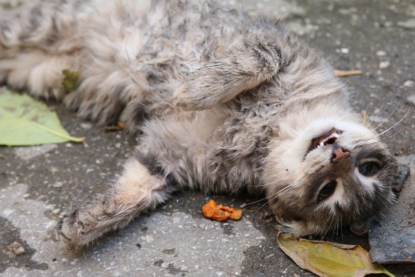 con mèo nằm ngửa trên mặt đất với cái miệng mở