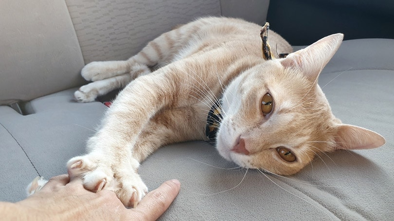 cat lying on passenger seat in a car while kneading owner's hand