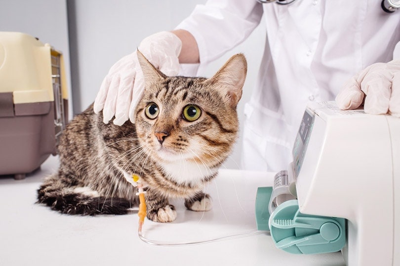 cat on a drip in a vet clinic