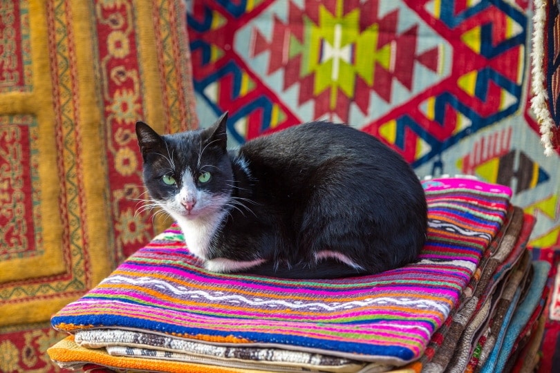 cat on handmade carpets