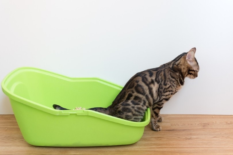 cat peeing in litter tray