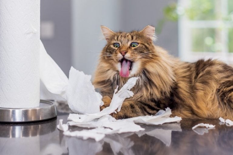 Pica in Cats Our Vet Explains Causes, Signs & Treatments Hepper