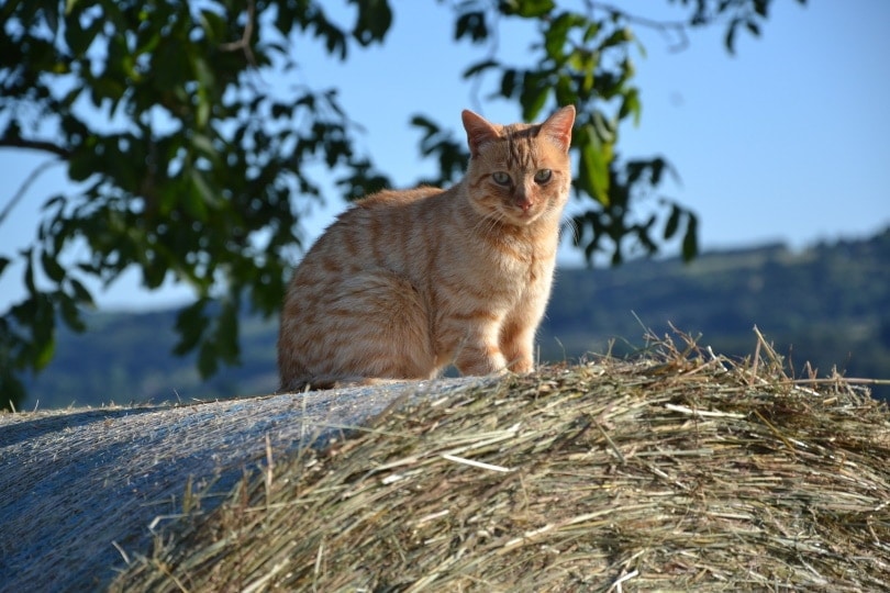 cat sitting outdoor