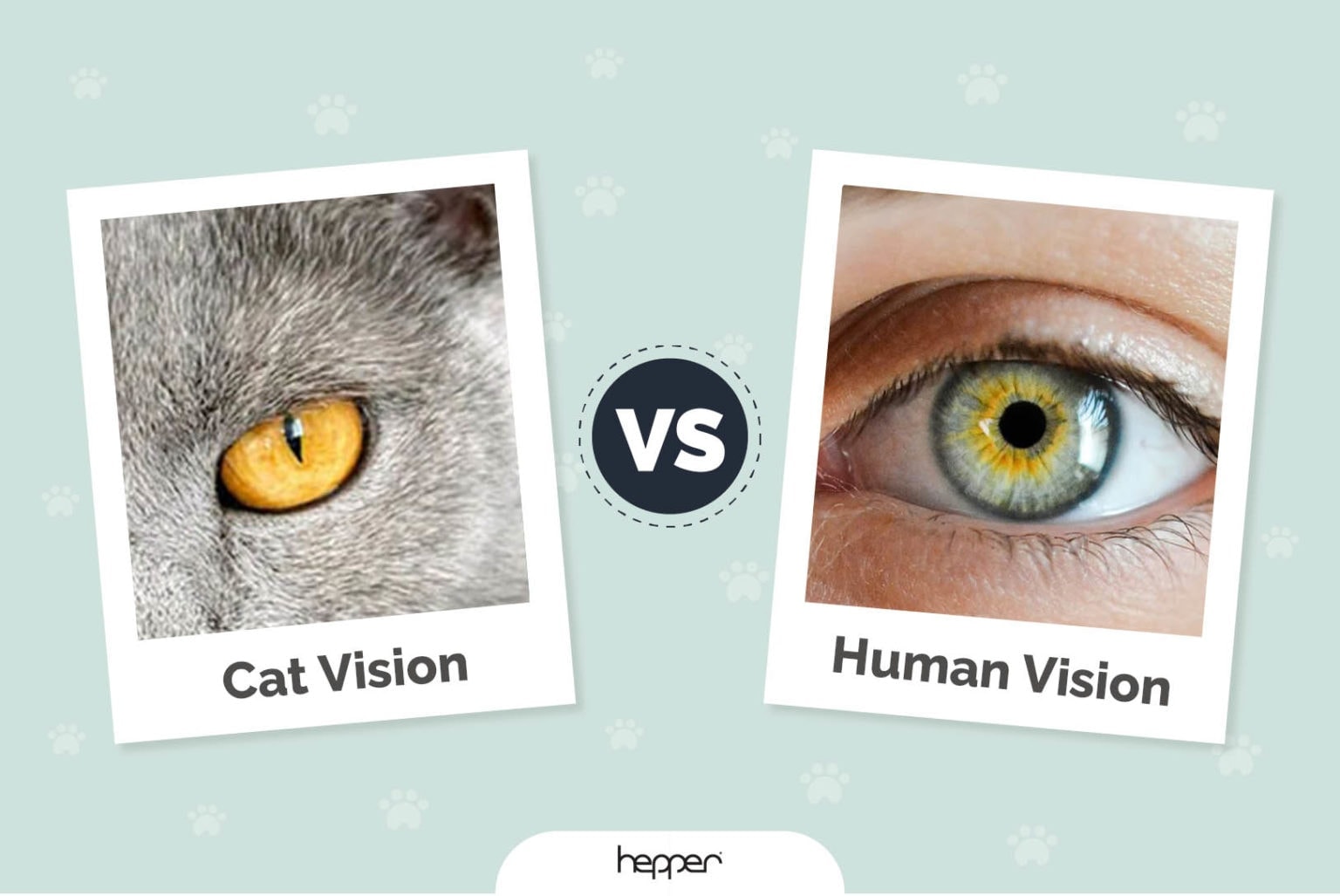 Cat Vision vs Human Vision: Comparisons & FAQ (With Infographic) | Hepper