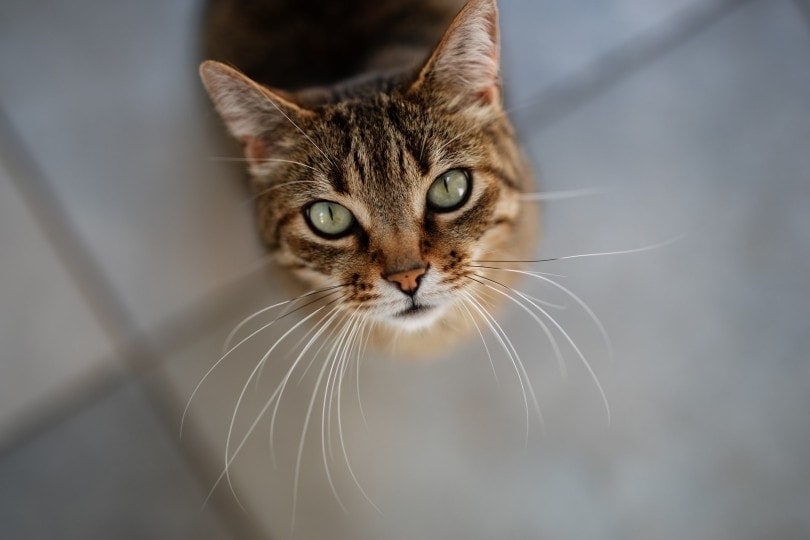 Gato atigrado de ojos verdes mirando a cámara.