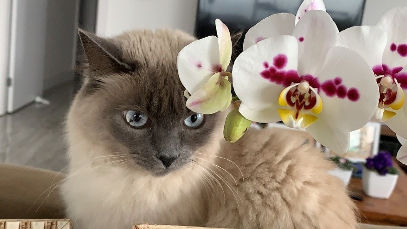 mèo với hoa lan
