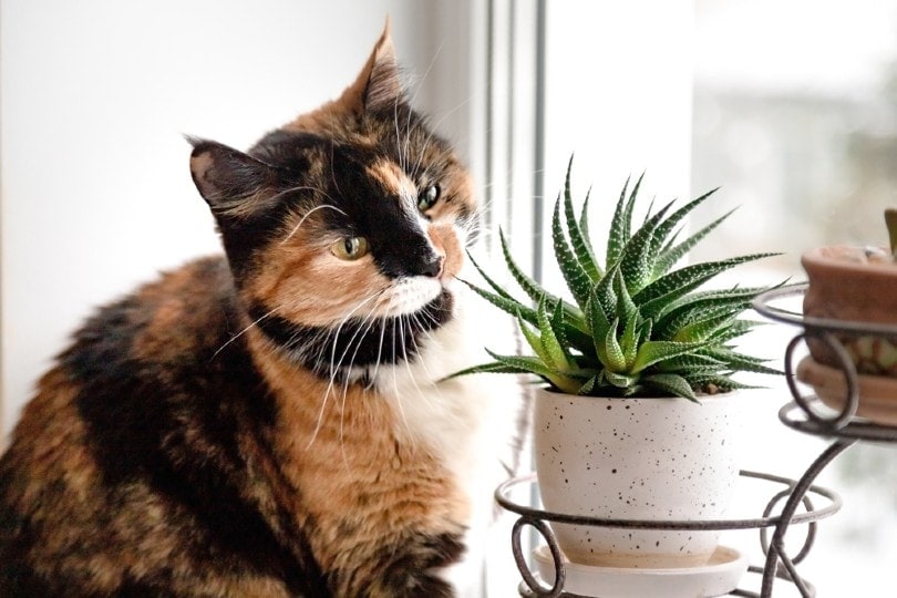 cat with succulent plant by the window