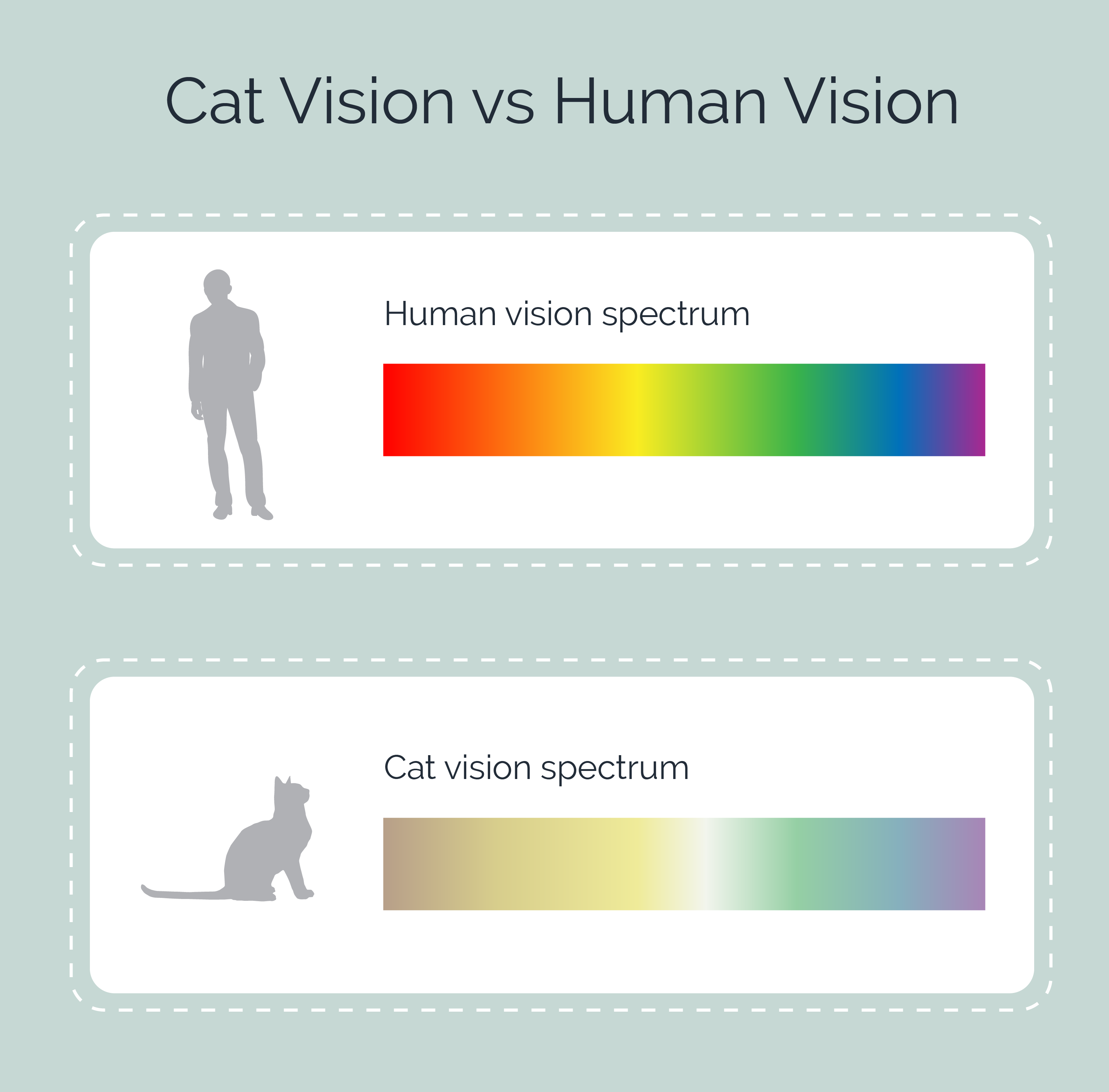 Cat Vision vs Human Vision: How Do They Compare? | Hepper