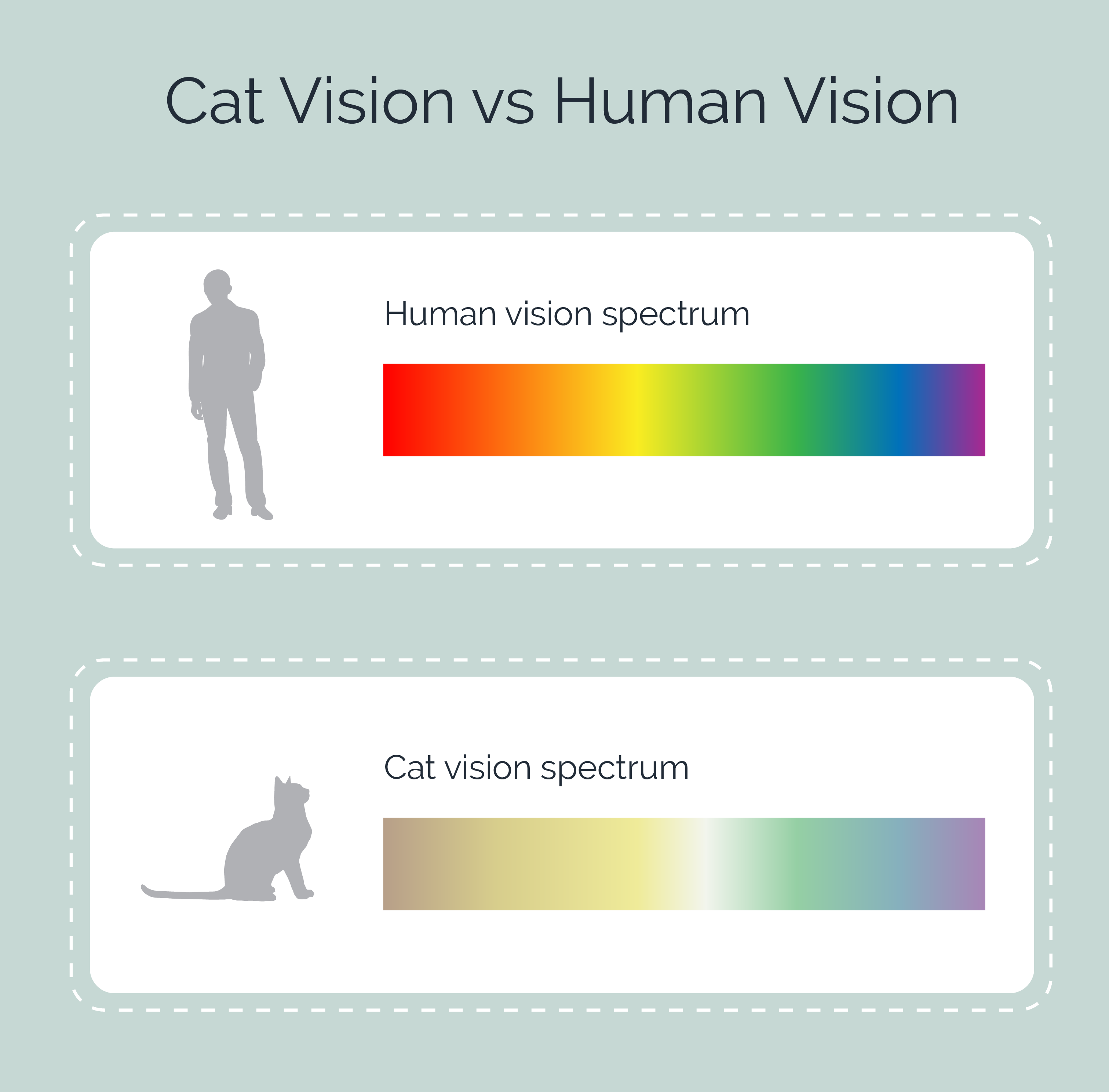 Cat Vision vs Human Vision: Comparisons & FAQ (With Infographic) | Hepper