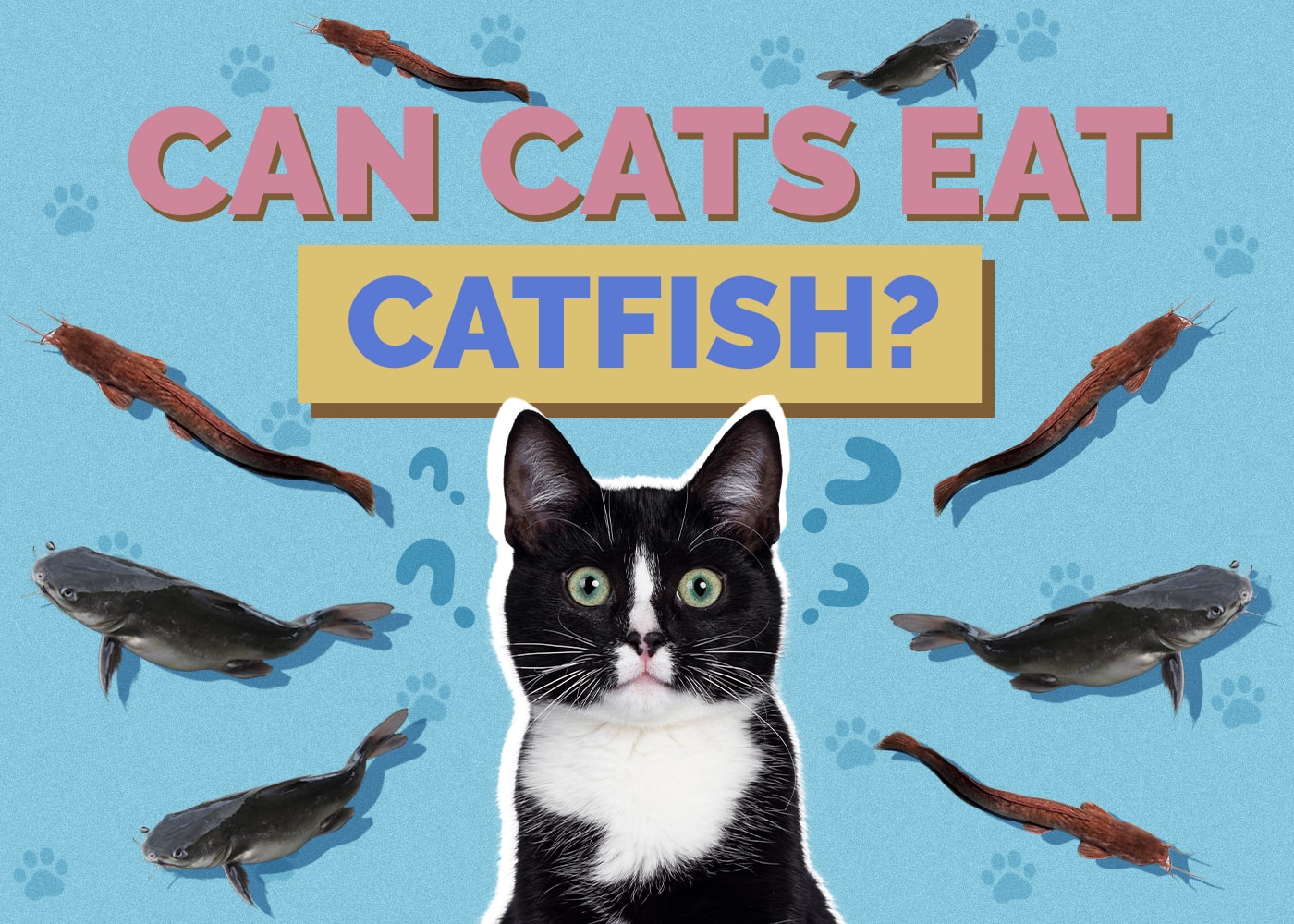 Can Cats Eat catfish